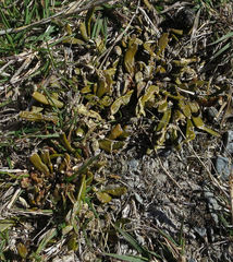 Carmichaelia corrugata