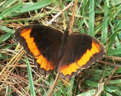 Pedaliodes symmachus