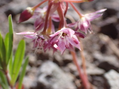 Allium campanulatum