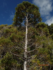 Libocedrus