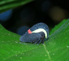 Membracis sanguineoplaga