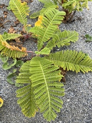 Tanacetum bipinnatum