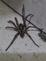 Lycosa erythrognatha