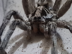 Lycosa erythrognatha