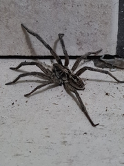 Lycosa erythrognatha