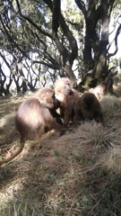 Theropithecus gelada