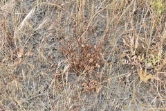 Sanicula bipinnatifida