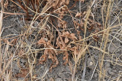 Sanicula bipinnatifida