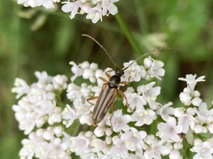 Analeptura