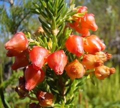 Erica ardens