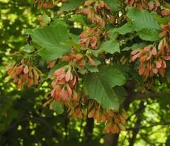 Acer tataricum