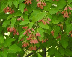 Acer tataricum
