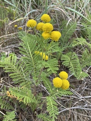 Tanacetum bipinnatum