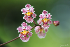 Trichocentrum perezii