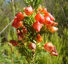 Erica ardens