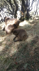 Theropithecus gelada