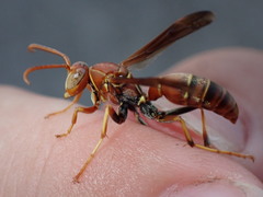 Polistes dorsalis dorsalis
