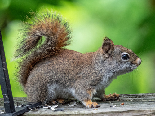 Southern Appalachian Red Squirrel (mammals Of Blount County Tennessee 