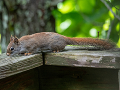 Tamiasciurus hudsonicus abieticola