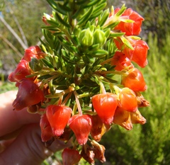 Erica ardens
