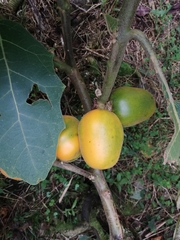 Solanum sessiliflorum image