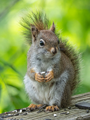 Tamiasciurus hudsonicus abieticola