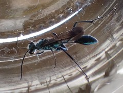 Chalybion zimmermanni