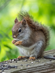 Tamiasciurus hudsonicus abieticola