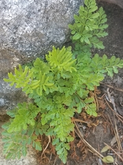 Cryptogramma acrostichoides