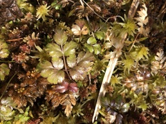 Coptis aspleniifolia