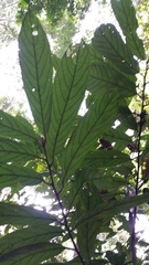 Cryptocarya