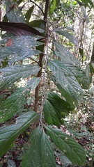 Cryptocarya