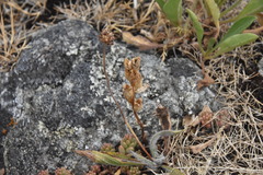 Triphysaria versicolor versicolor