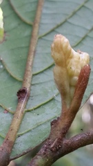 Cryptocarya