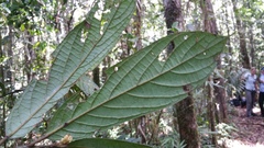 Cryptocarya