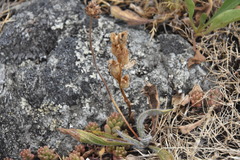 Triphysaria versicolor versicolor