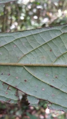 Cryptocarya