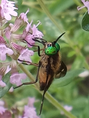 Chrysops relictus