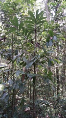 Cryptocarya