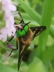 Chrysops relictus