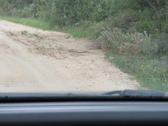 Elaphe quatuorlineata