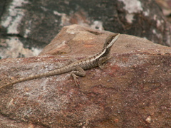 Lophognathus gilberti