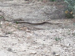 Elaphe quatuorlineata