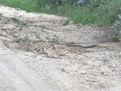 Elaphe quatuorlineata