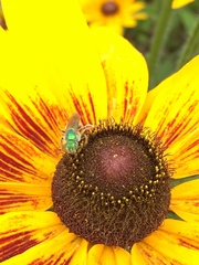 Agapostemon