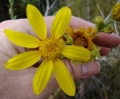 Osteospermum corymbosum