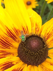 Agapostemon