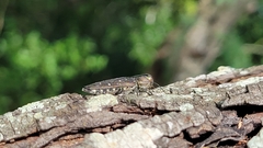 Chrysobothris basalis