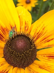 Agapostemon