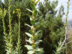 Osteospermum corymbosum